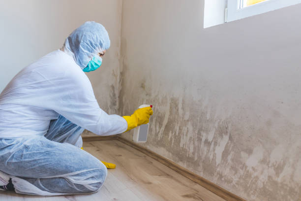 Licensed Mold Remediation service in Fox Island, WA - 24 Hour Mold Removal